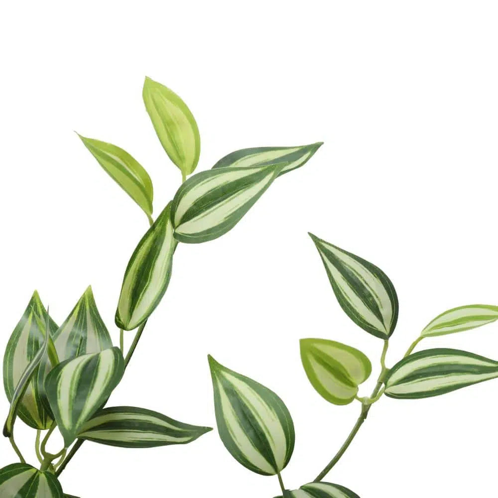 White And Green Hanging Philodendron Bush 80cms