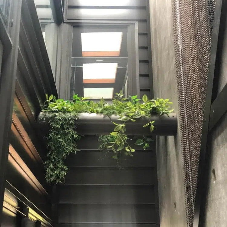 White And Green Hanging Philodendron Bush 80cms