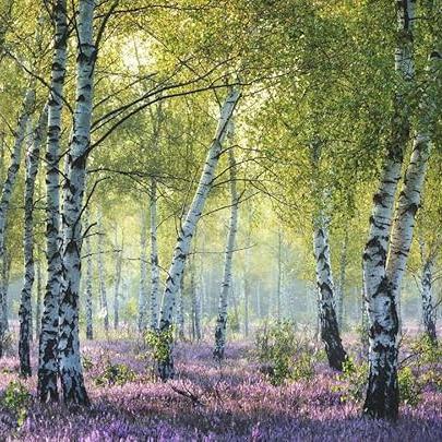 Birch Forest Puzzle 1000 Piece Puzzle