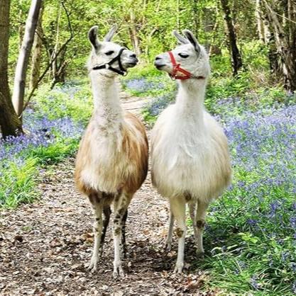 Llama Love 100 Piece Puzzle