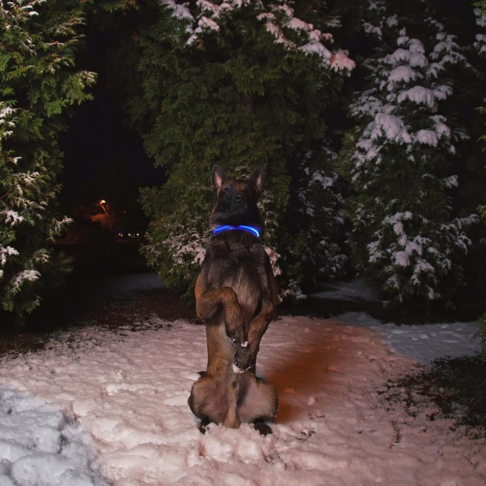 Ultra-Bright LED Dog Collar (S Black)