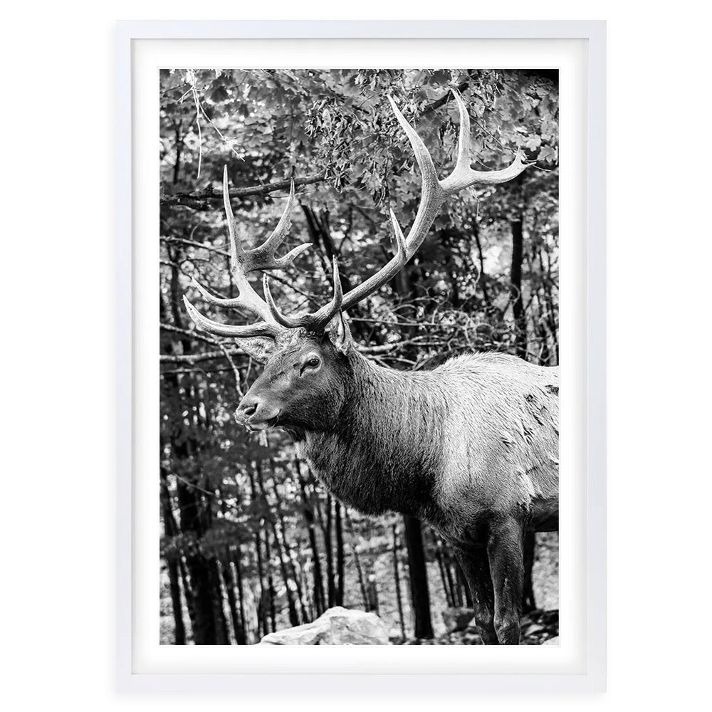 Elk 105cm x 81cm Framed A1 Art Print