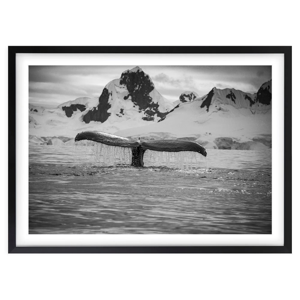 Artic Whale Large 105cm x 81cm Framed A1 Art Print