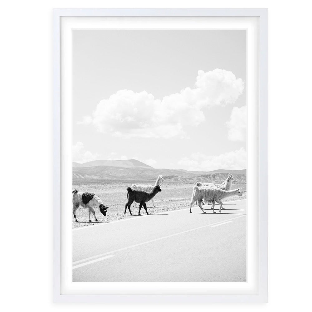 Llamas Crossing 105cm x 81cm Framed A1 Art Print