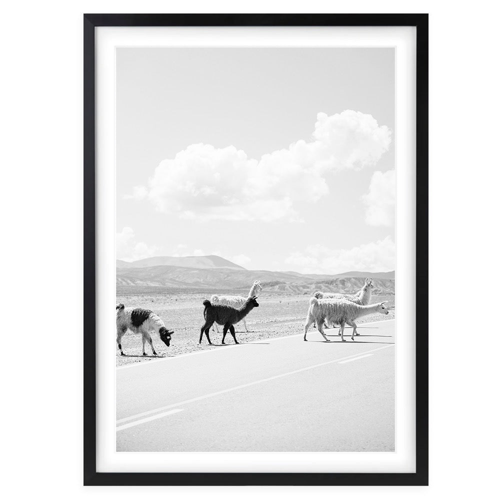 Llamas Crossing 105cm x 81cm Framed A1 Art Print