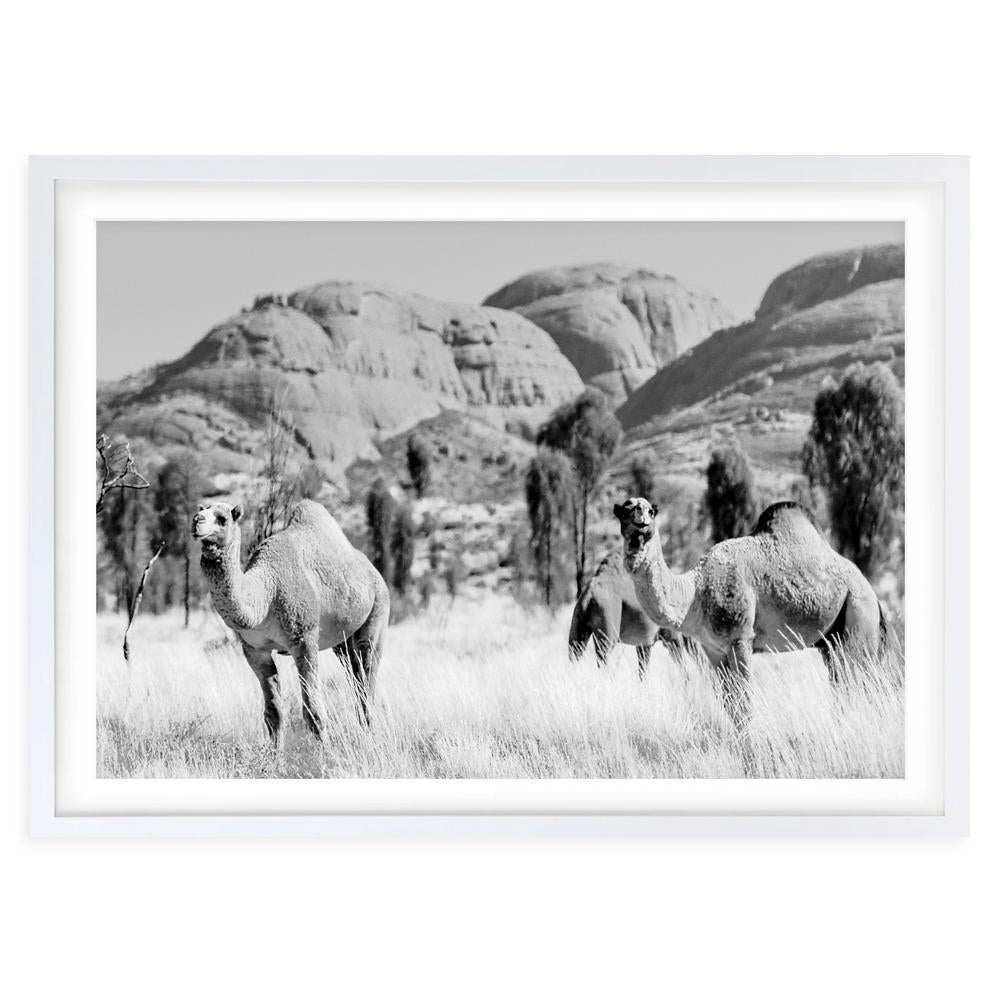 Outback Camels 105cm x 81cm Framed A1 Art Print