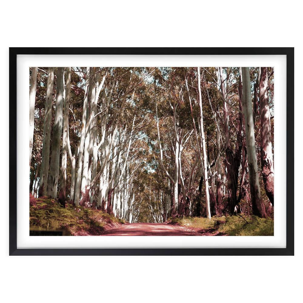 Margaret River Forest Road 105cm x 81cm Framed A1 Art Print