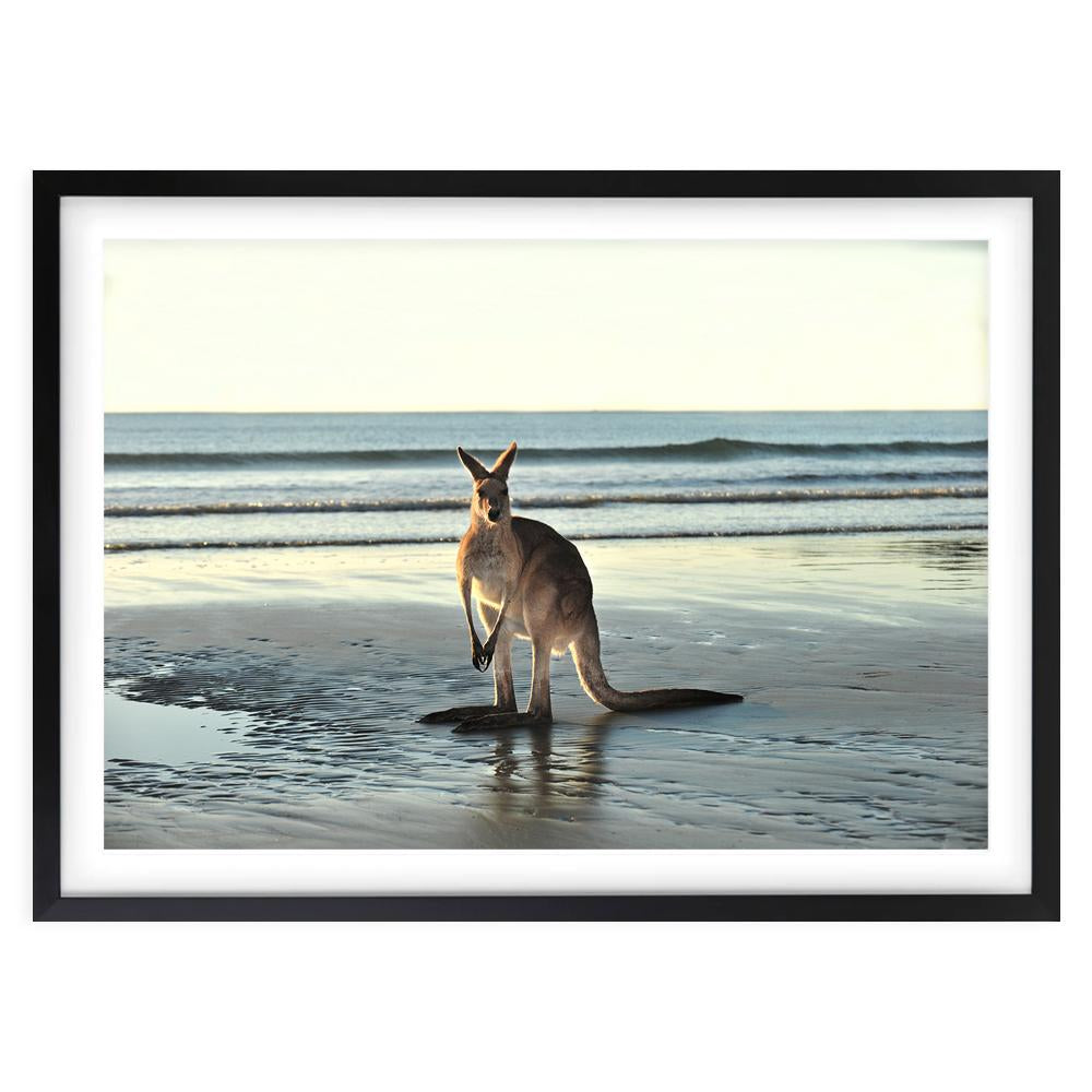 Kangaroo On Beach 105cm x 81cm Framed A1 Art Print