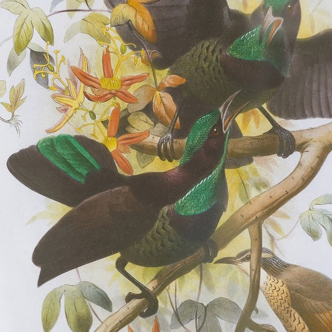 Set of 2 Birds Wall Art 50cms x 70cms