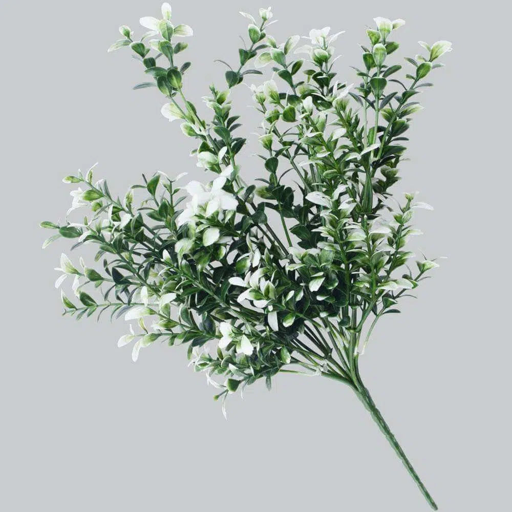 White Tipped Money Leaf Stem 32cms