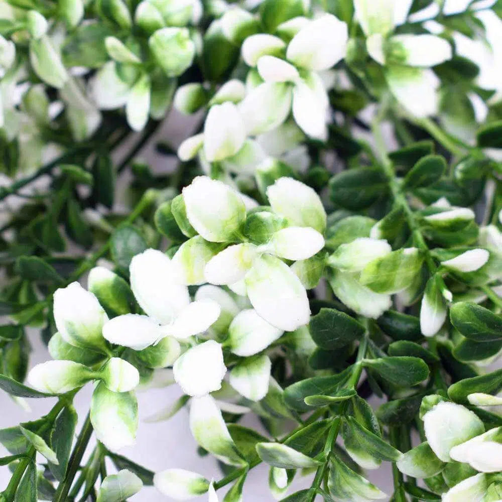 White Tipped Money Leaf Stem 32cms