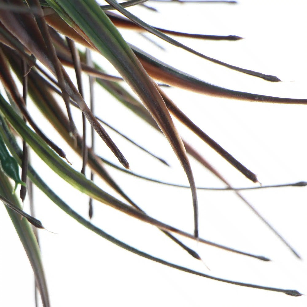 Artificial Brown Tipped Grass Plant 35cms