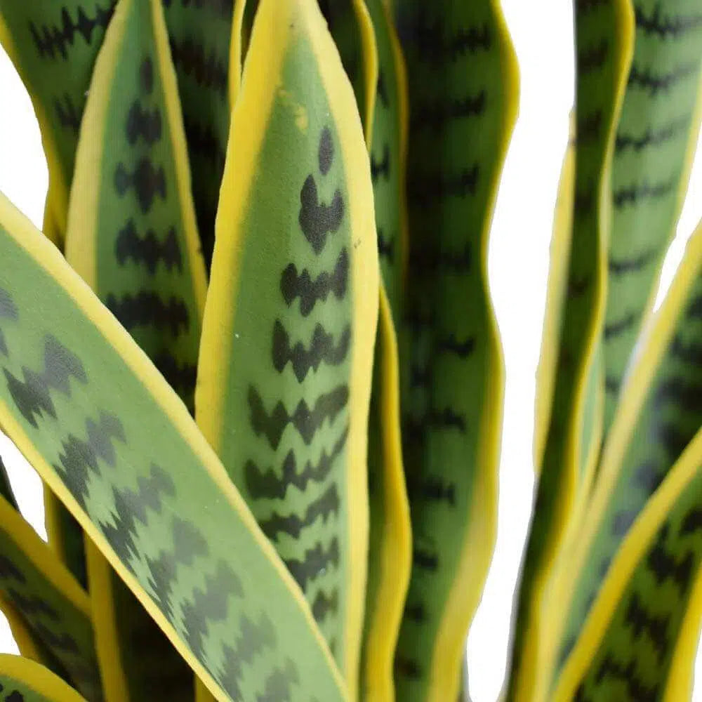 Artificial Faux Yellow Tongue Snake Plant 100cms