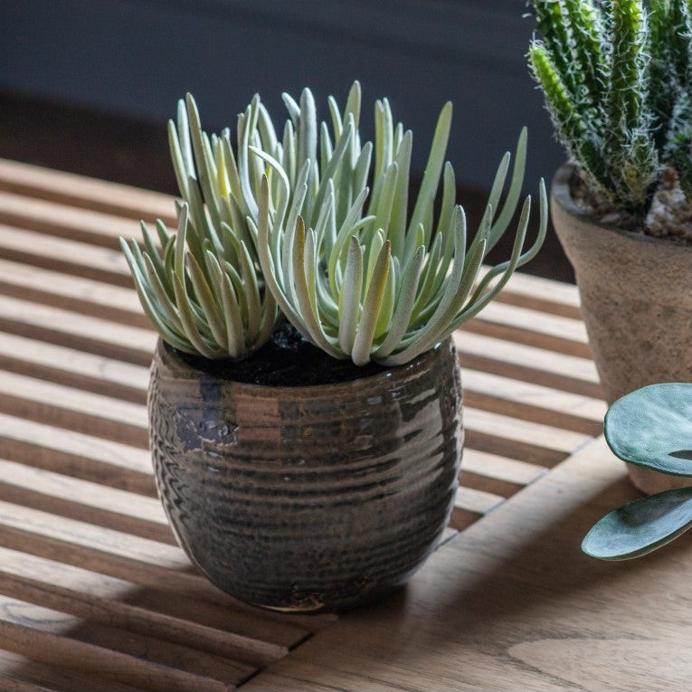 Artificial Crassula Plant in Ceramic Pot