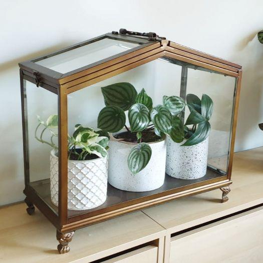 Cleo Metal Display Atrium Glasshouse - 42cms