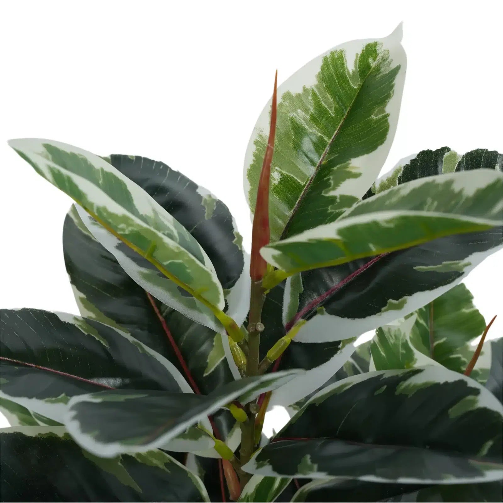 Dense Artificial Bushy Variegated Ficus Tree (Rubber Tree) 50cm
