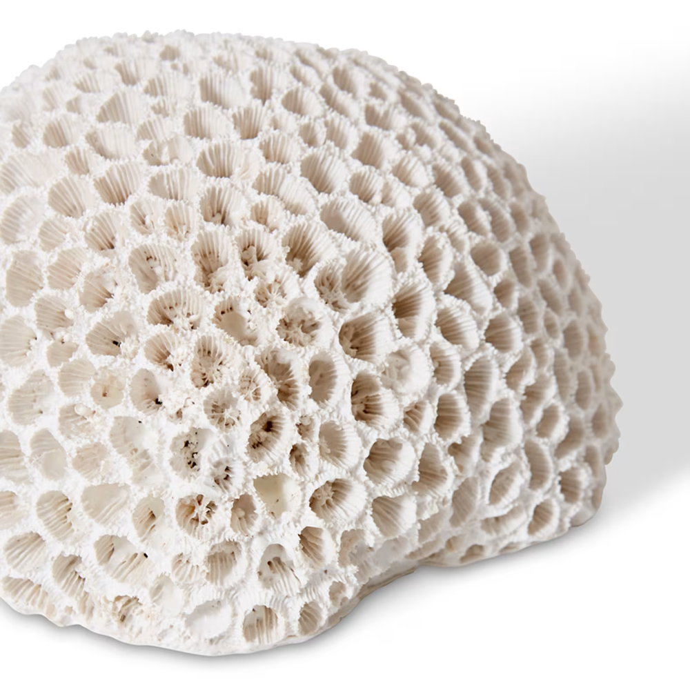 Designer Polyresin Coral Brain Decor - Small