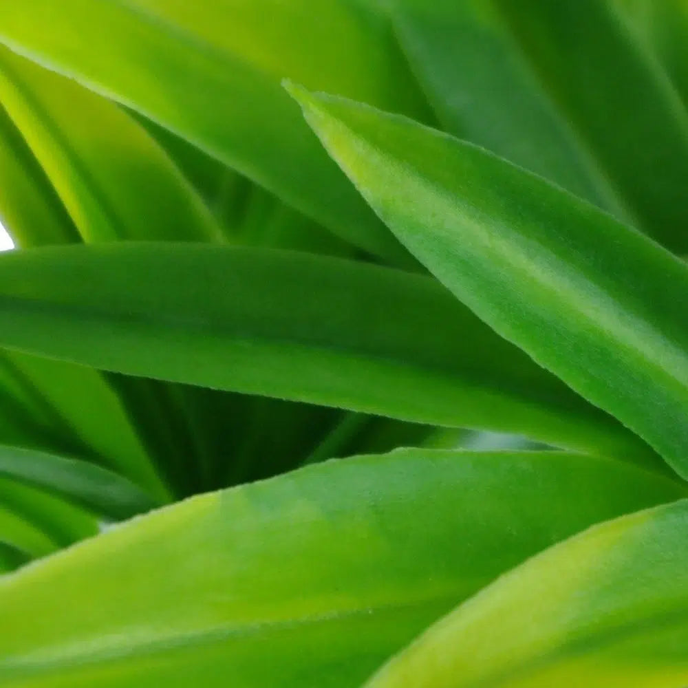 Dracaena UV Resistant Yucca Stem 30cms
