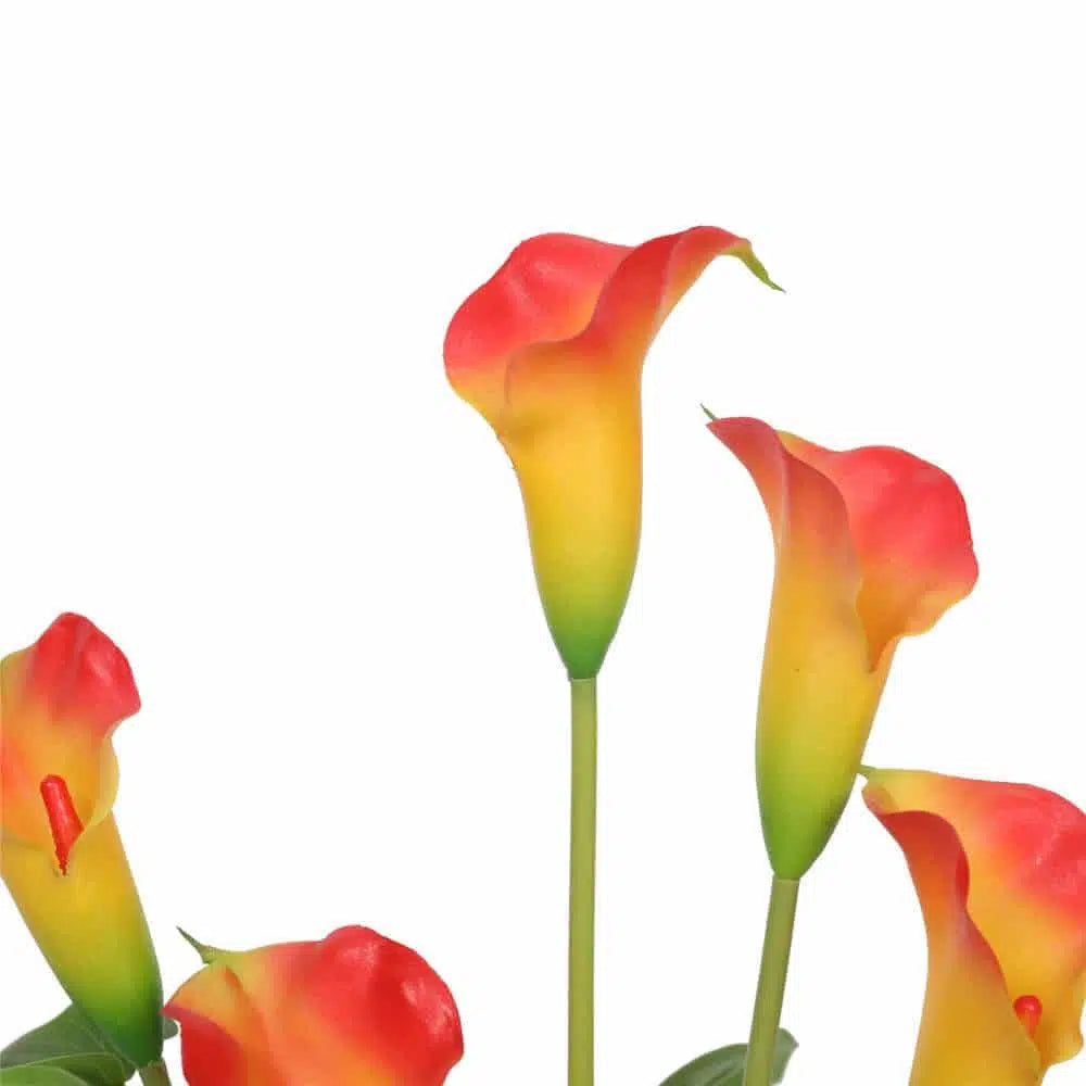 Eternal Flowering White & Orange Peace Lily Plant 50cms