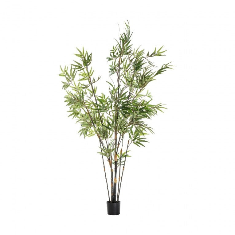 Green Elegance Bamboo Canopy of Leaves