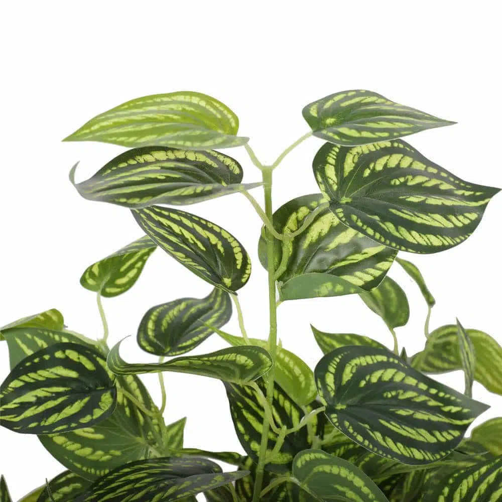 Greenery Bright Mixed Philodendron Plant 70cms