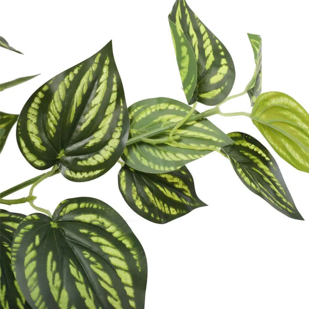 Greenery Bright Mixed Philodendron Plant 70cms