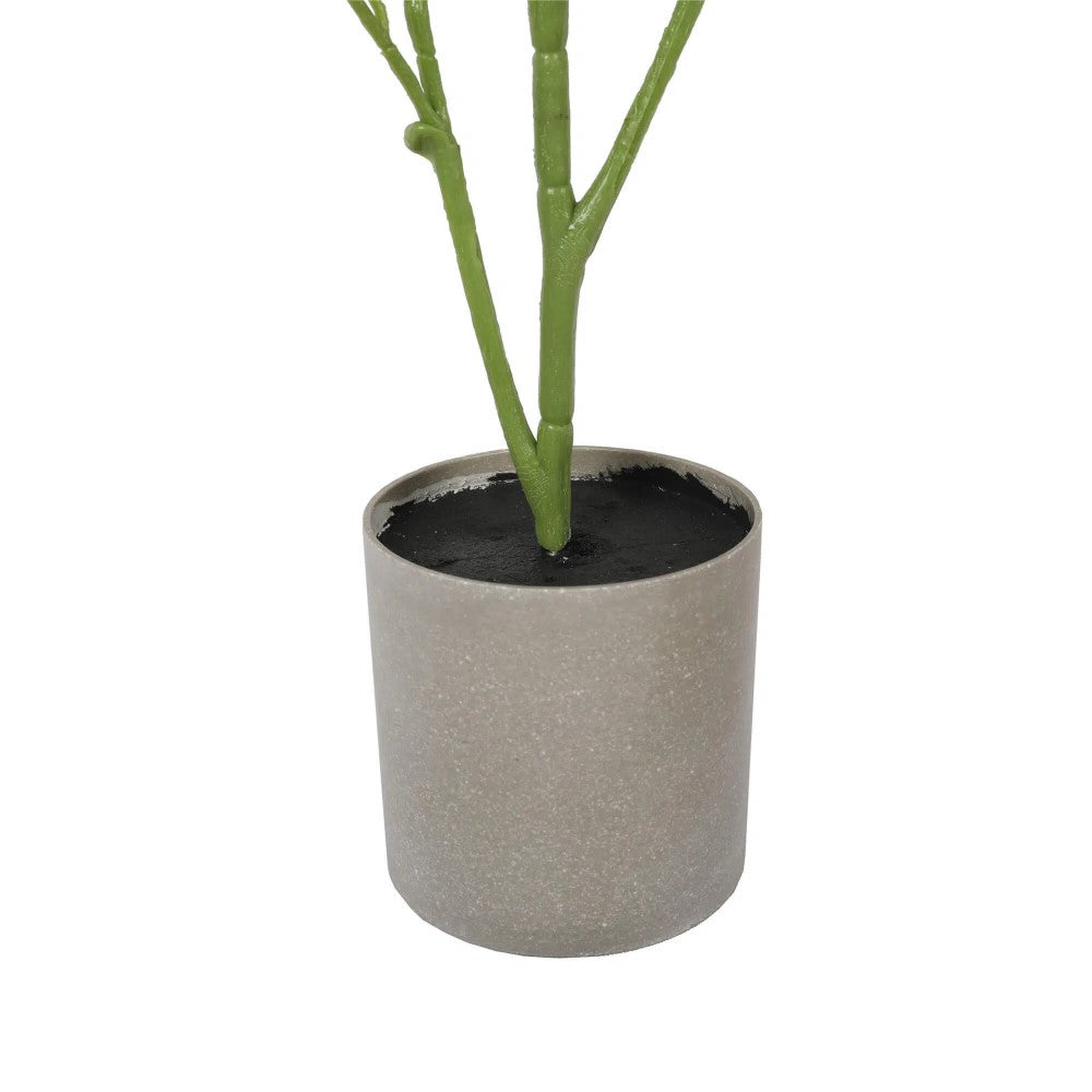 Greenery Bright Mixed Philodendron Plant 70cms