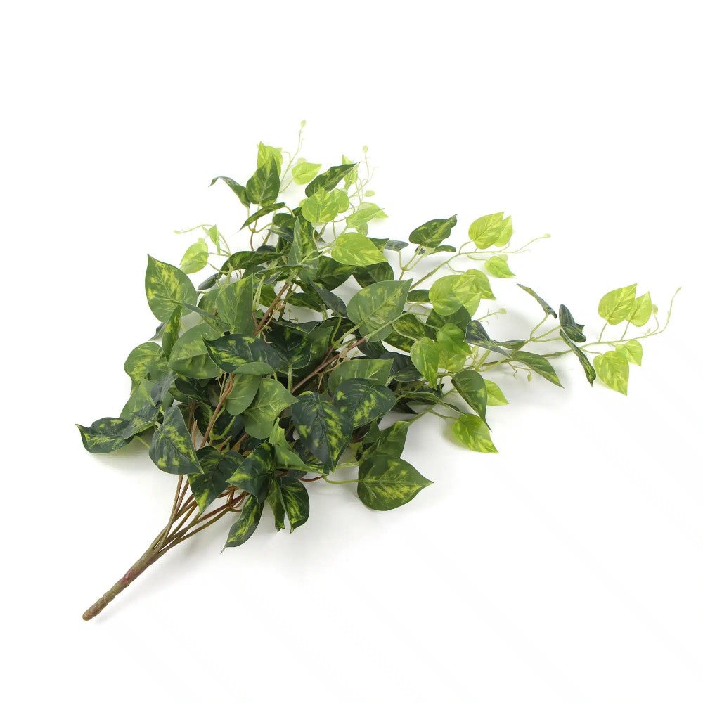 Heart Leaf Philodendron Hanging Creeper 78cms