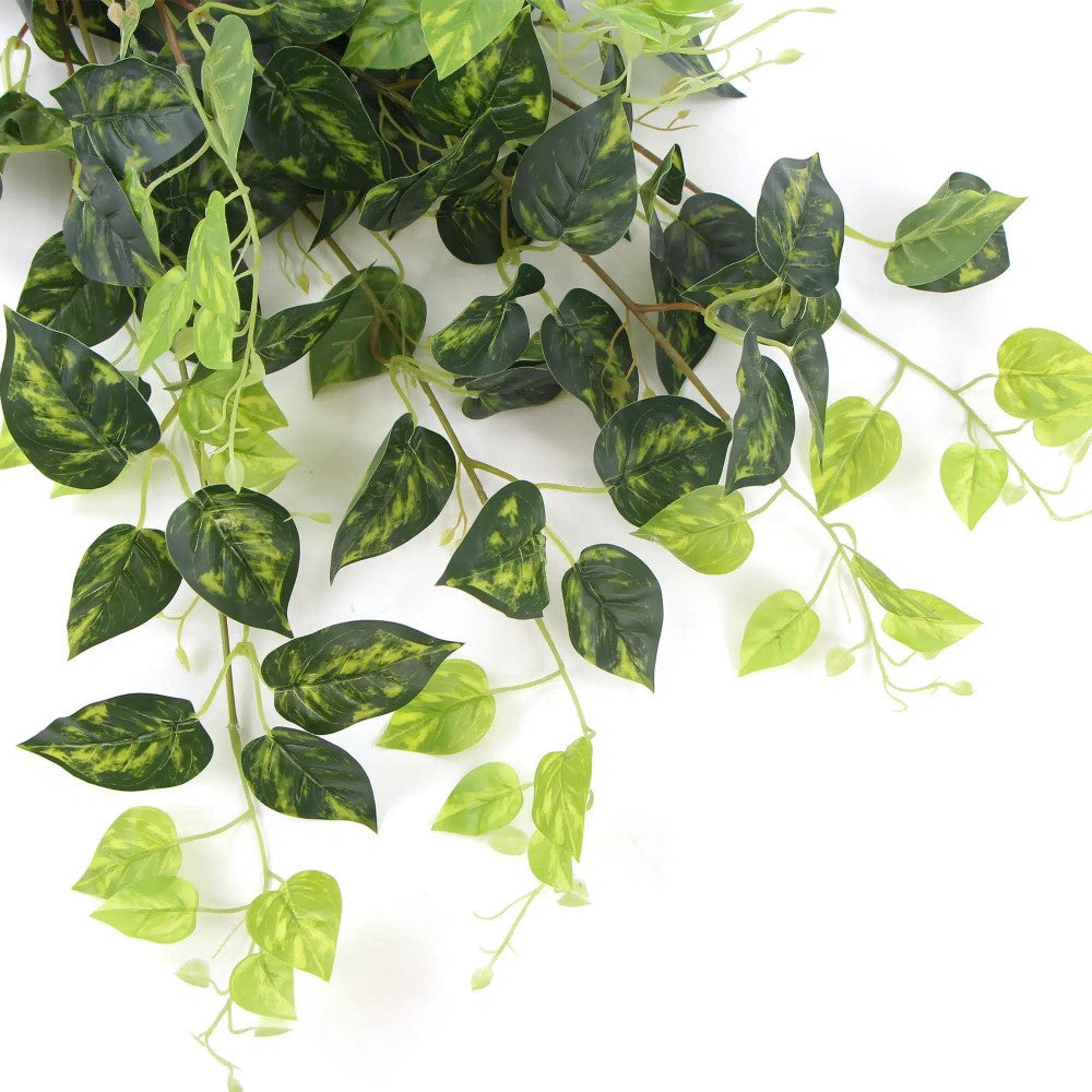 Heart Leaf Philodendron Hanging Creeper 78cms
