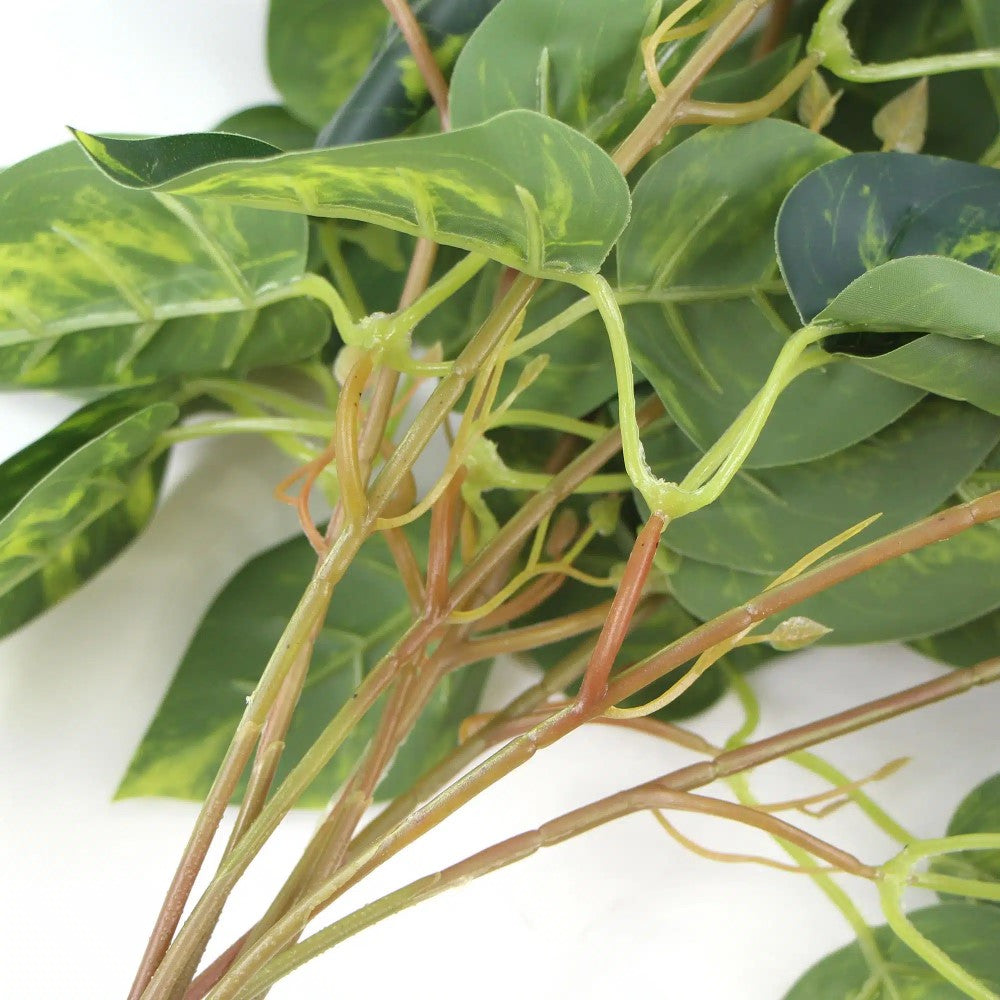 Heart Leaf Philodendron Hanging Creeper 78cms