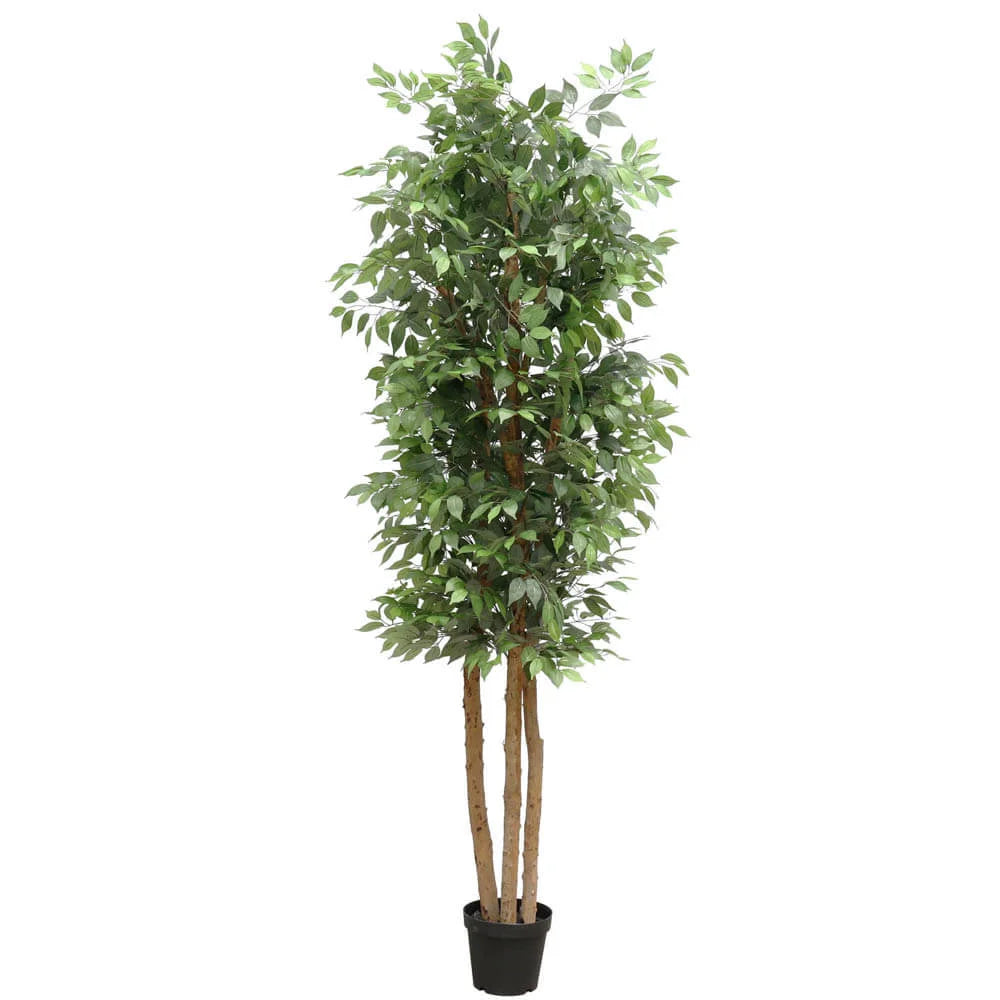 Large Custom-Made Ficus Tree 250cms