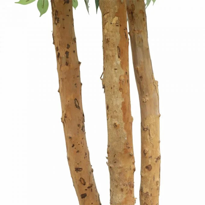 Large Custom-Made Ficus Tree 250cms