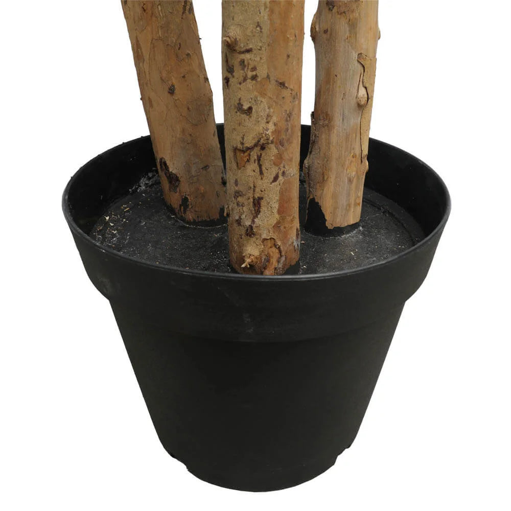Large Custom-Made Ficus Tree 250cms