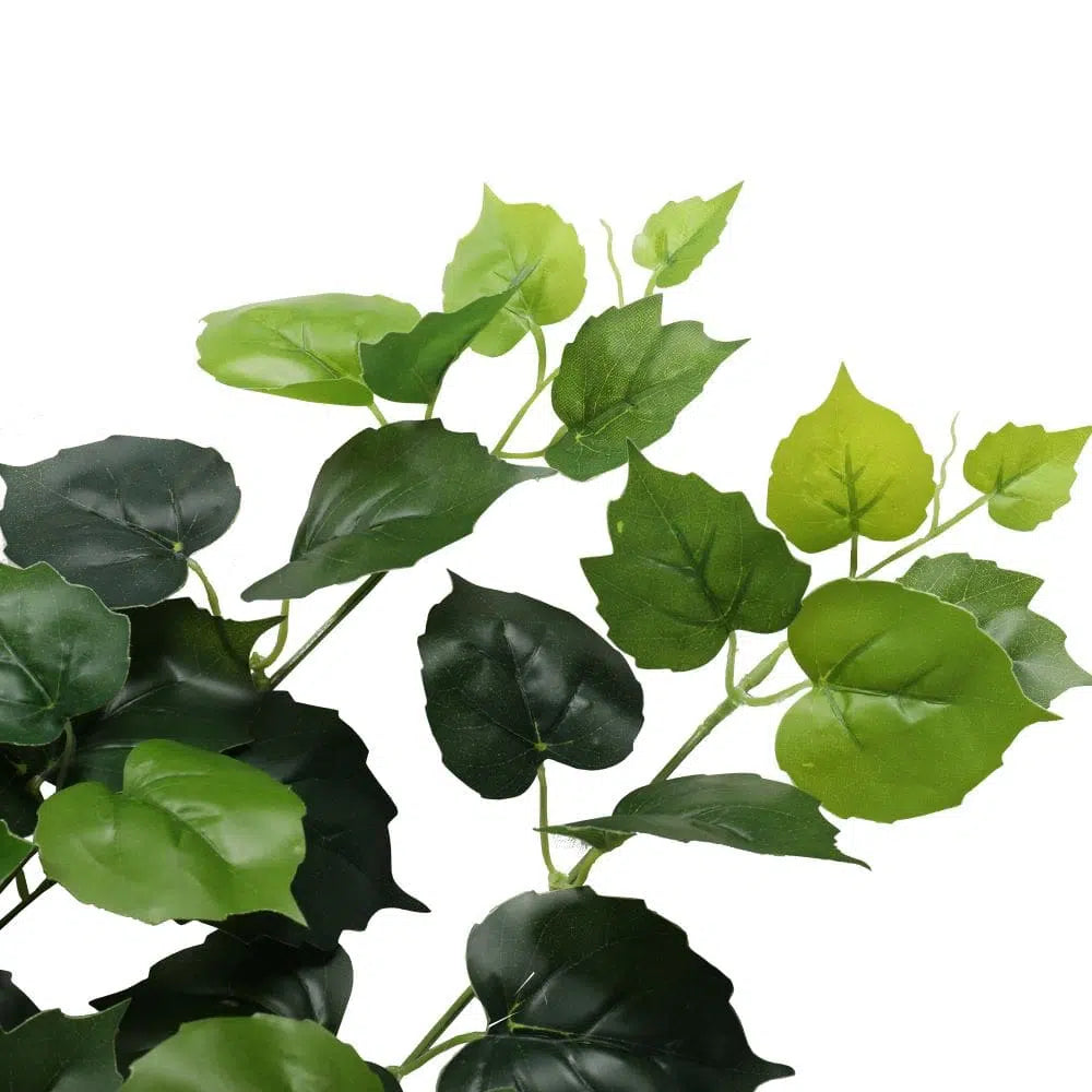 Radiant Variegated Hanging Foliage Bush 100cms