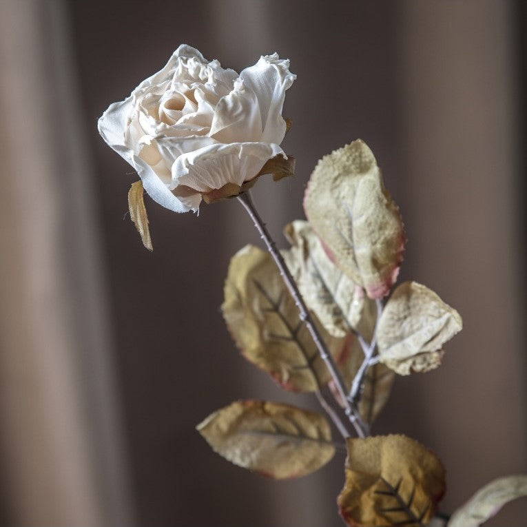 Set of 6 Graceful Dried Rose Stem - Ivory