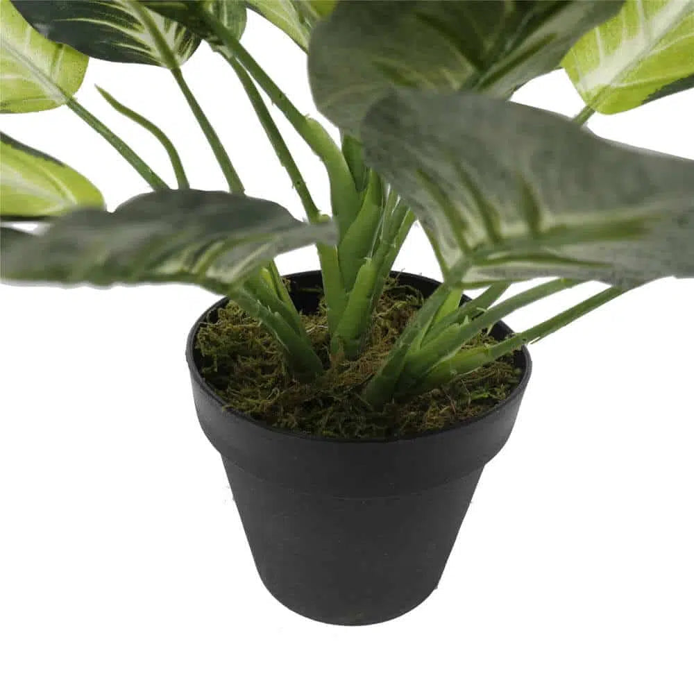 Spring Leopard Lily Dieffenbachia With Pot 40cms