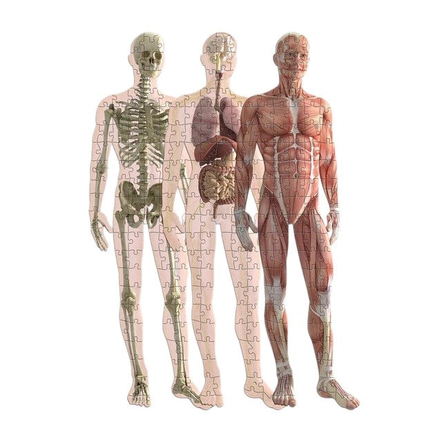 Human Anatomy 3 Layer 303 Pieces Jigsaw Puzzle