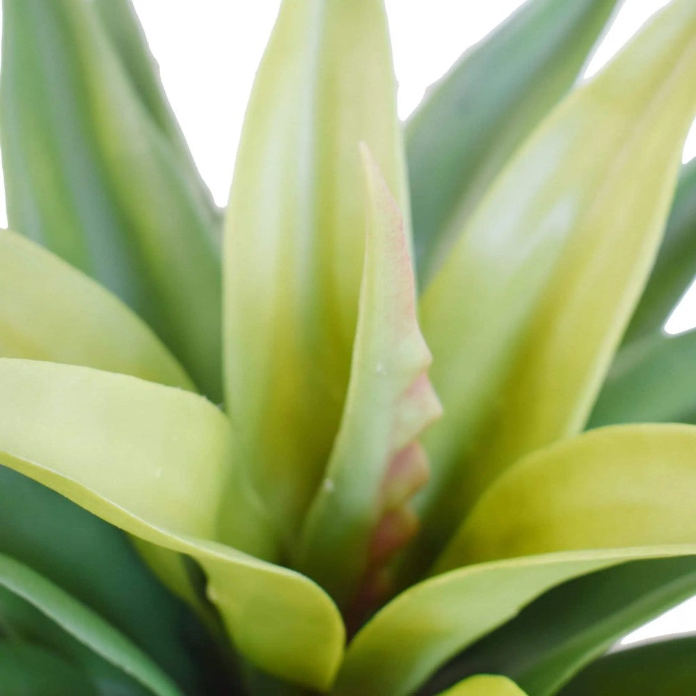 Timeless Artificial Agave Plant 60cms