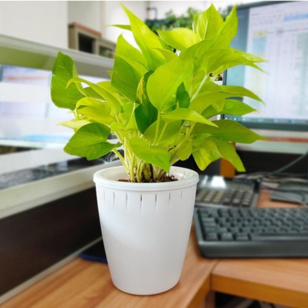 Plastic Self Watering Planter Flowerpots (White) - Set of 6