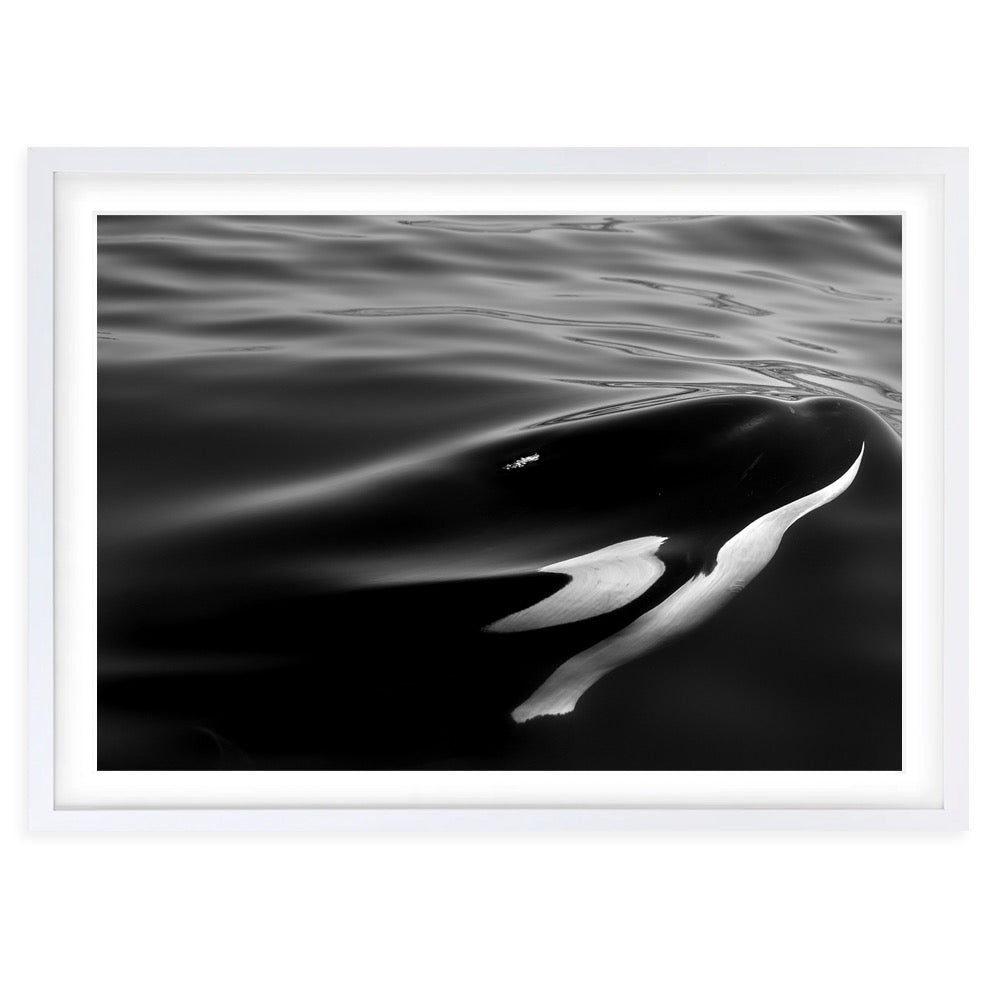Monochrome Orca 105cm x 81cm Framed A1 Art Print