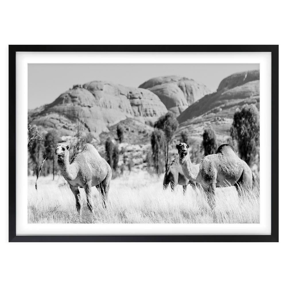 Outback Camels 105cm x 81cm Framed A1 Art Print