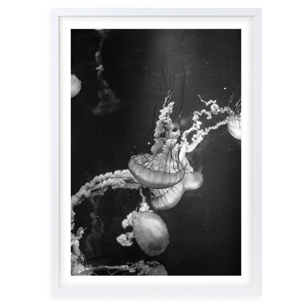 Monochrome Jellyfish 105cm x 81cm Framed A1 Art Print