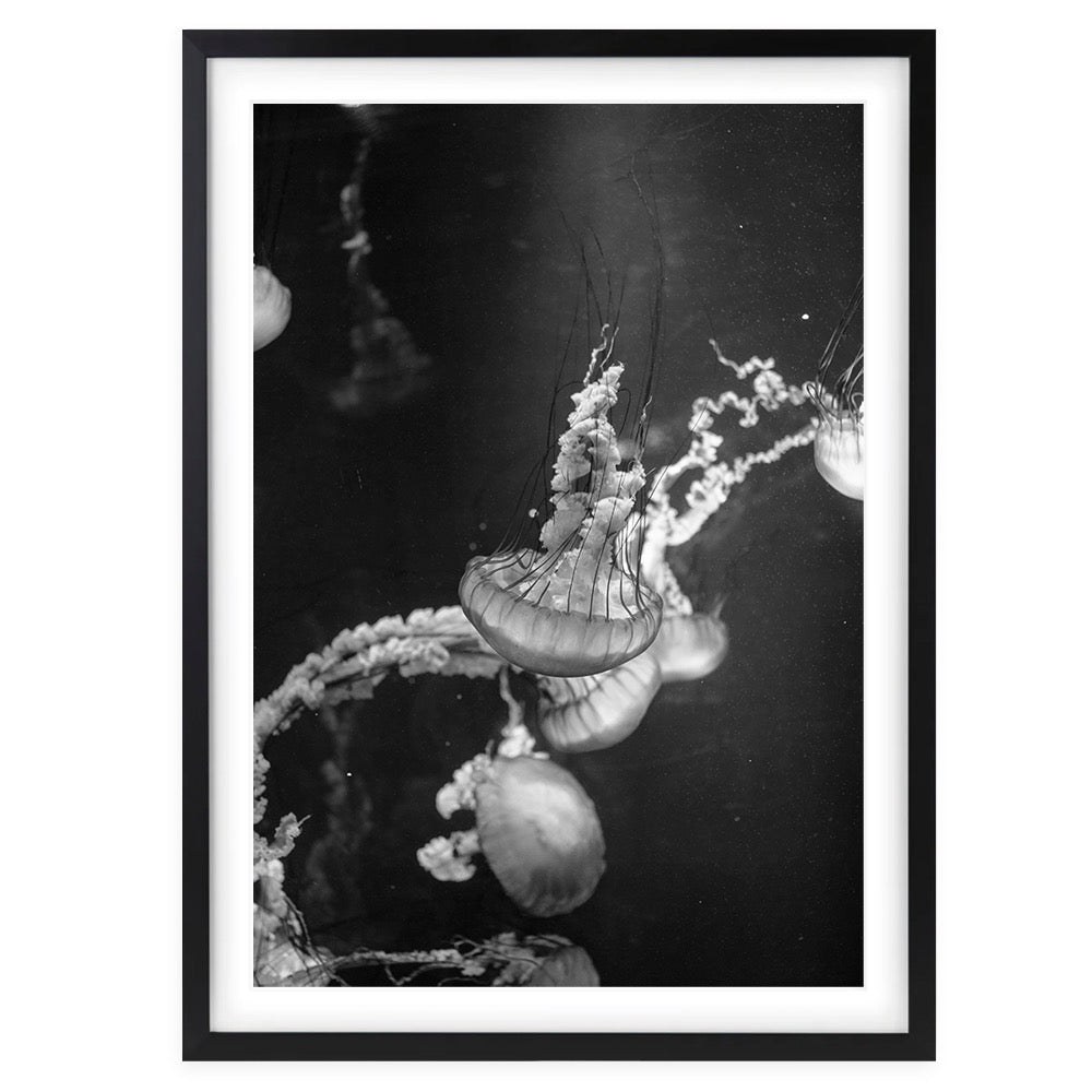Monochrome Jellyfish 105cm x 81cm Framed A1 Art Print