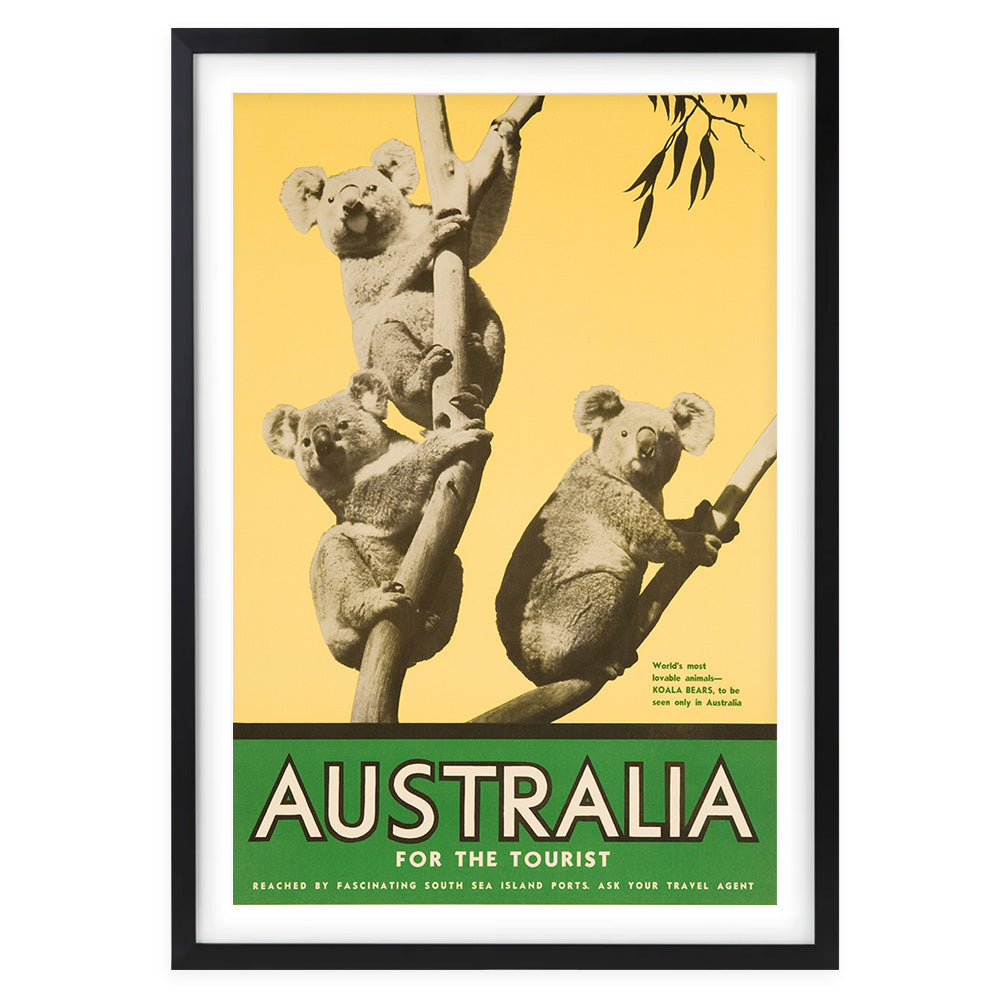 Australia Koalas Large 105cm x 81cm Framed A1 Art Print