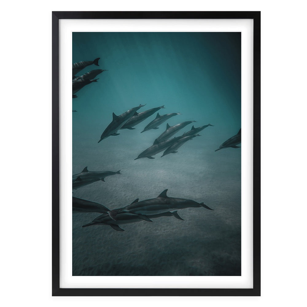 Dolphins In The Deep 105cm x 81cm Framed A1 Art Print