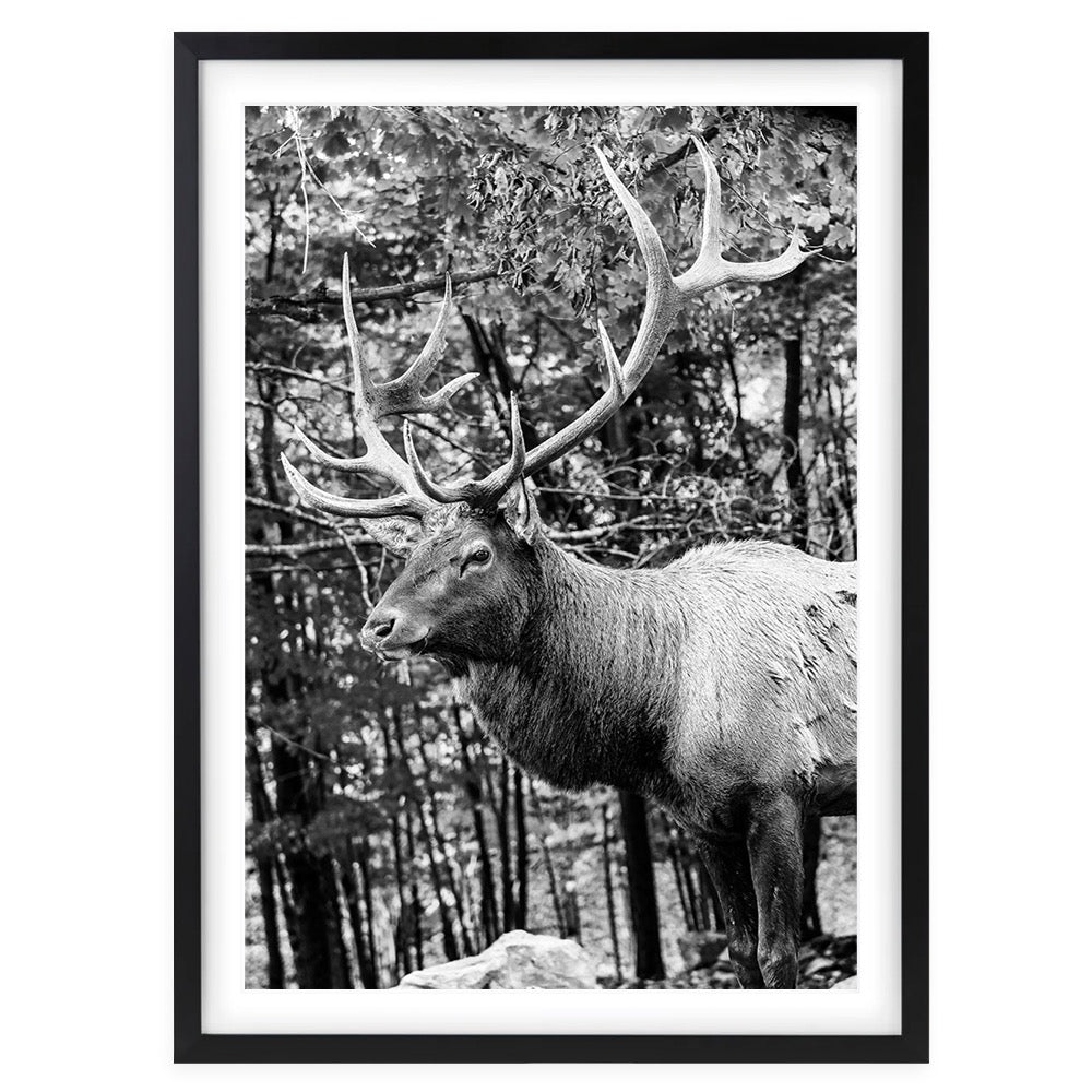 Elk 105cm x 81cm Framed A1 Art Print