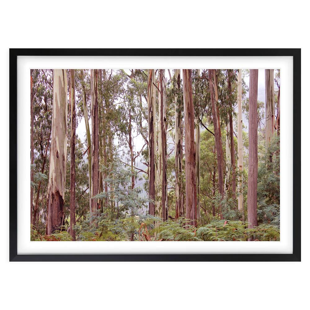 Eucalyptus Forest 105cm x 81cm Framed A1 Art Print