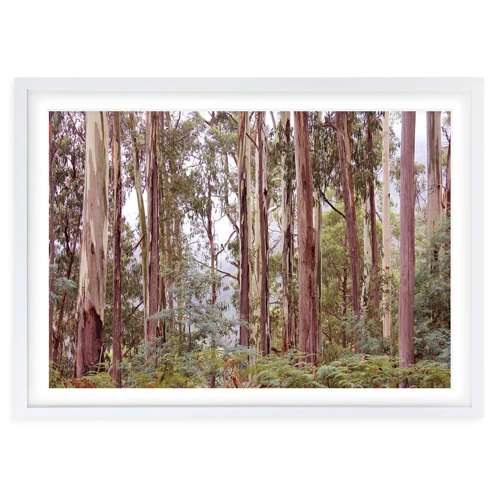 Eucalyptus Forest 105cm x 81cm Framed A1 Art Print