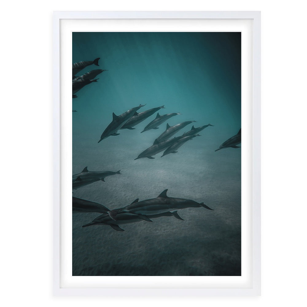 Dolphins In The Deep 105cm x 81cm Framed A1 Art Print
