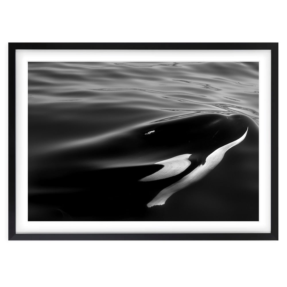 Monochrome Orca 105cm x 81cm Framed A1 Art Print